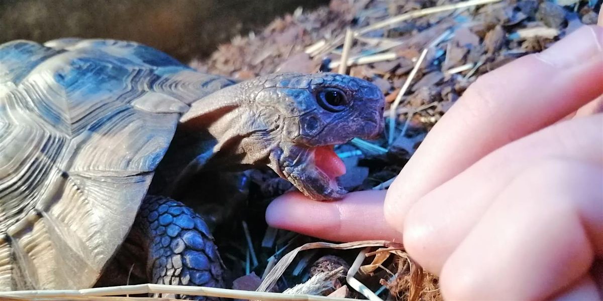 Doing multispecies research in educational contexts