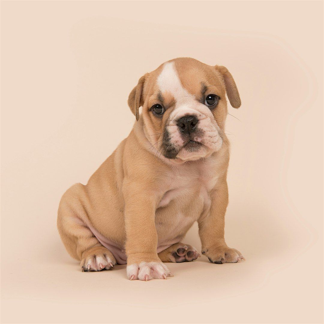 Puppy Yoga by Yoga Kawa Markham English Bulldogs