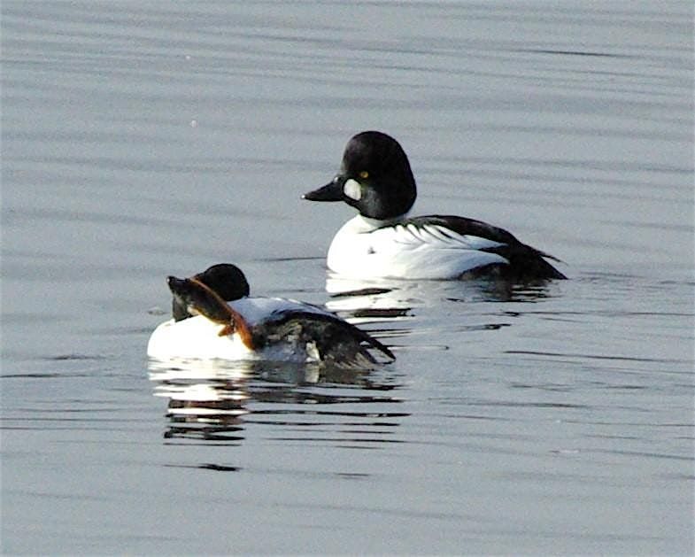 Beginning Bird Watching: Instructions & Short Walk
