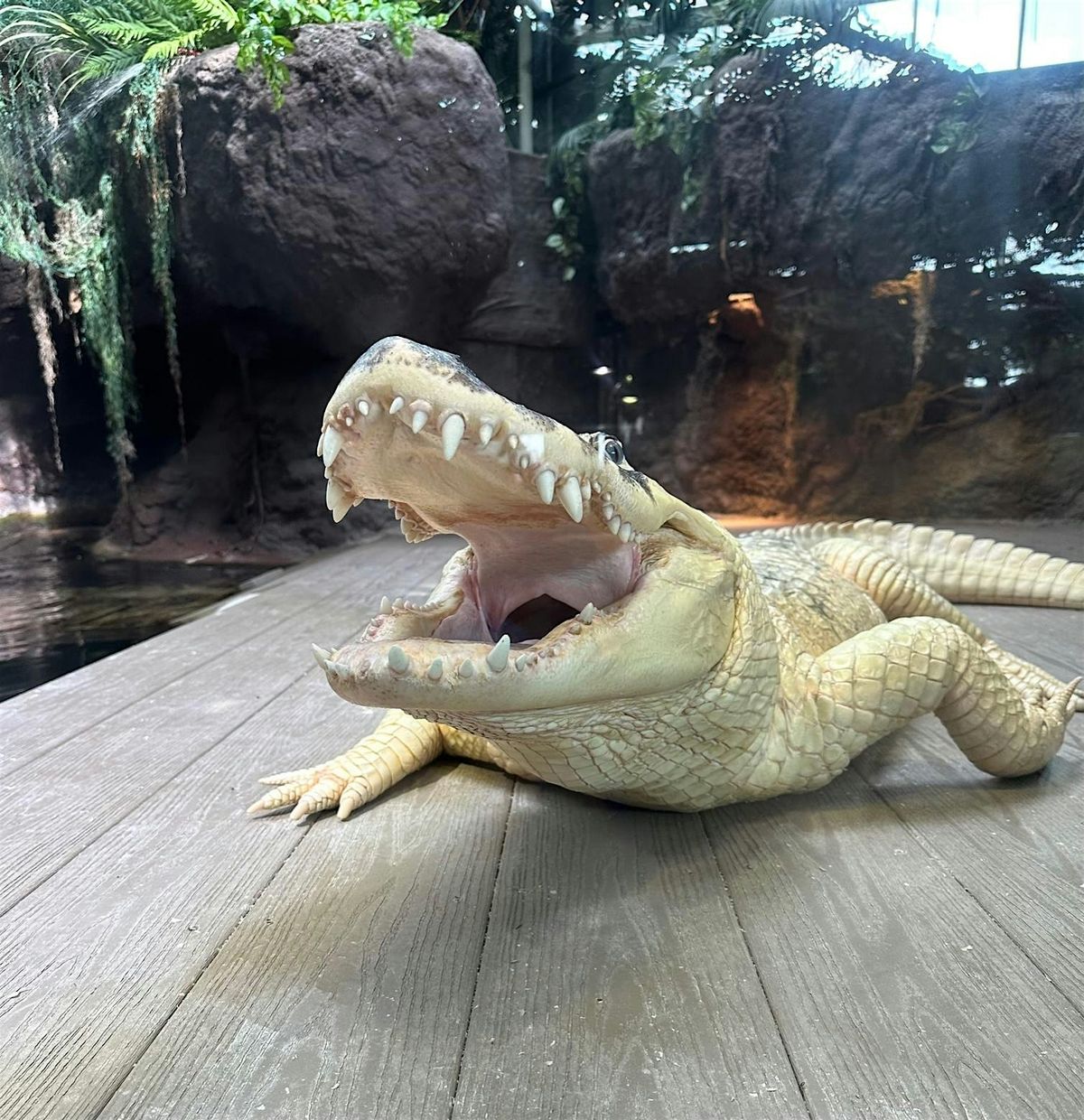 Early Access Tour:  December 20