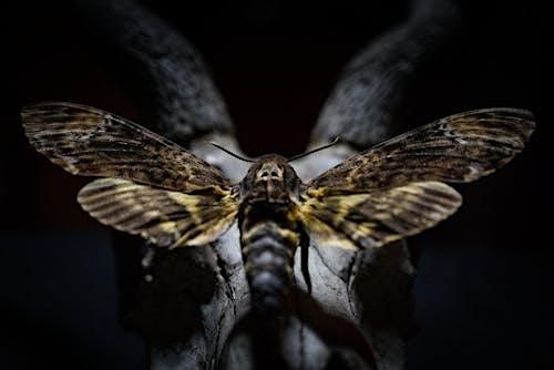 Deaths Head Hawk-Moth Pinning