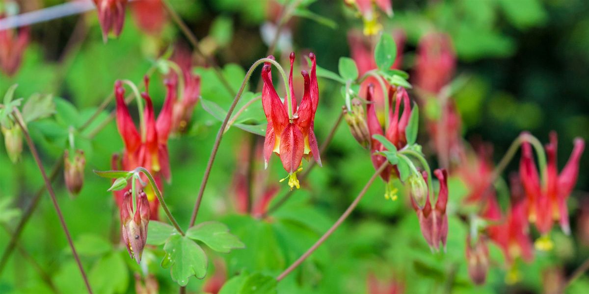 GORGEous Wildflowers