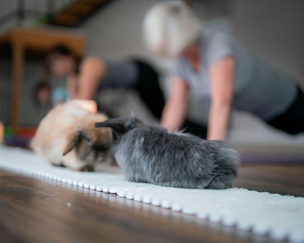 Power Yoga with Bunnies