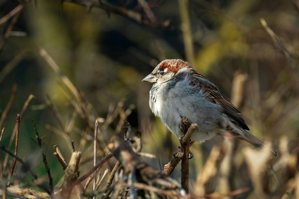 Birding at Burden December 2025