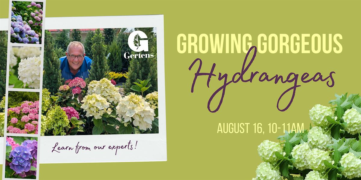 Growing Gorgeous Hydrangeas