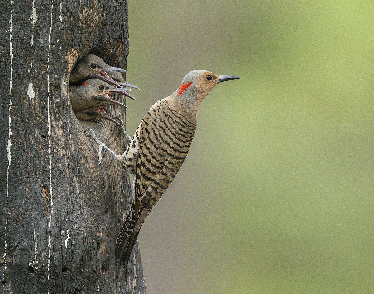 Woodpecker: A Year in the Life of North American Woodpeckers