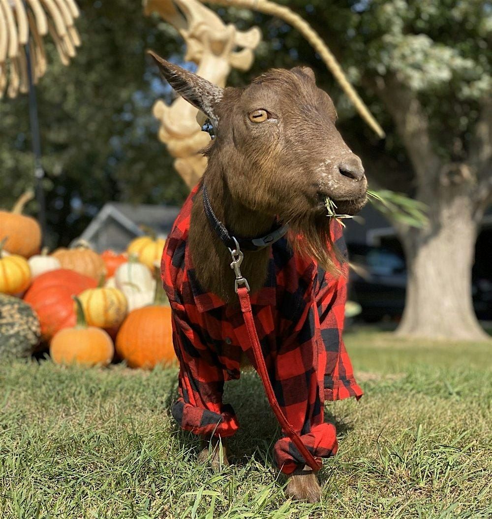 Goats in Flannels \/\/ Goat Yoga