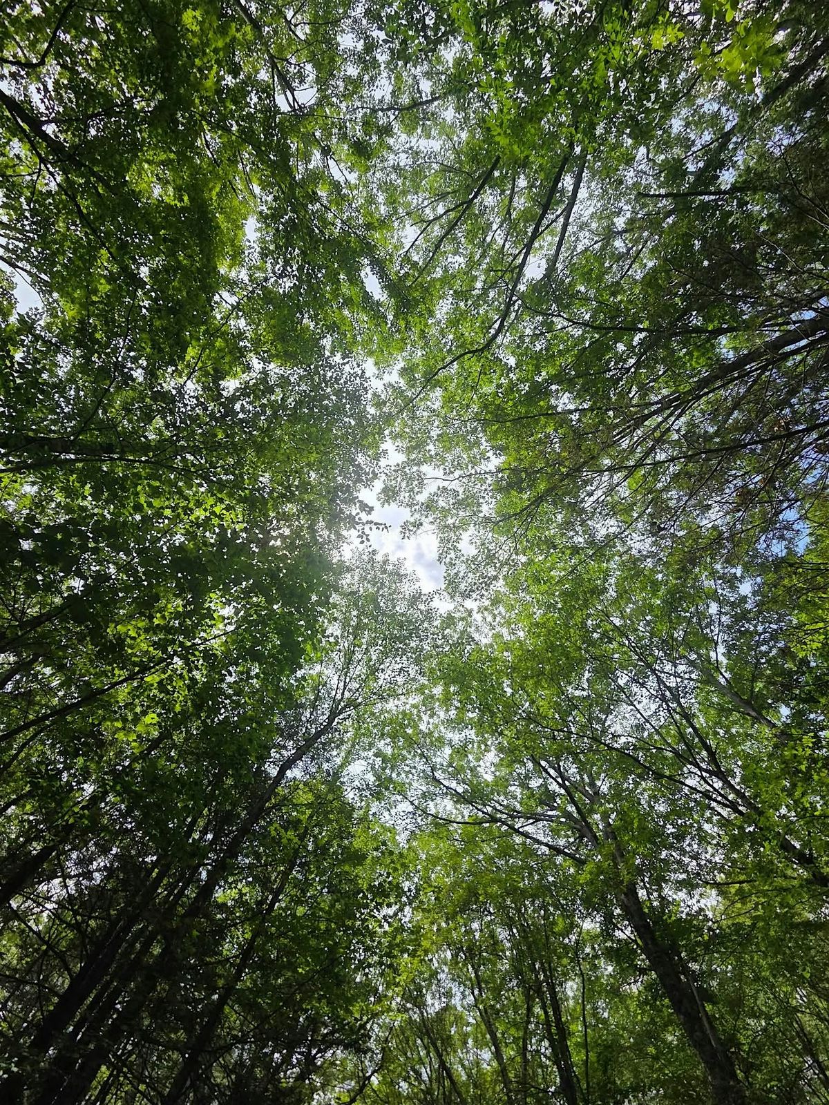 Forest Carbon Programs in New York State