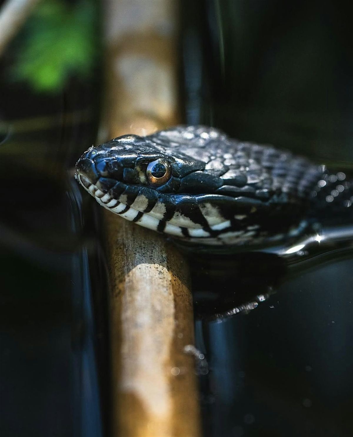 Herpetology for Kids