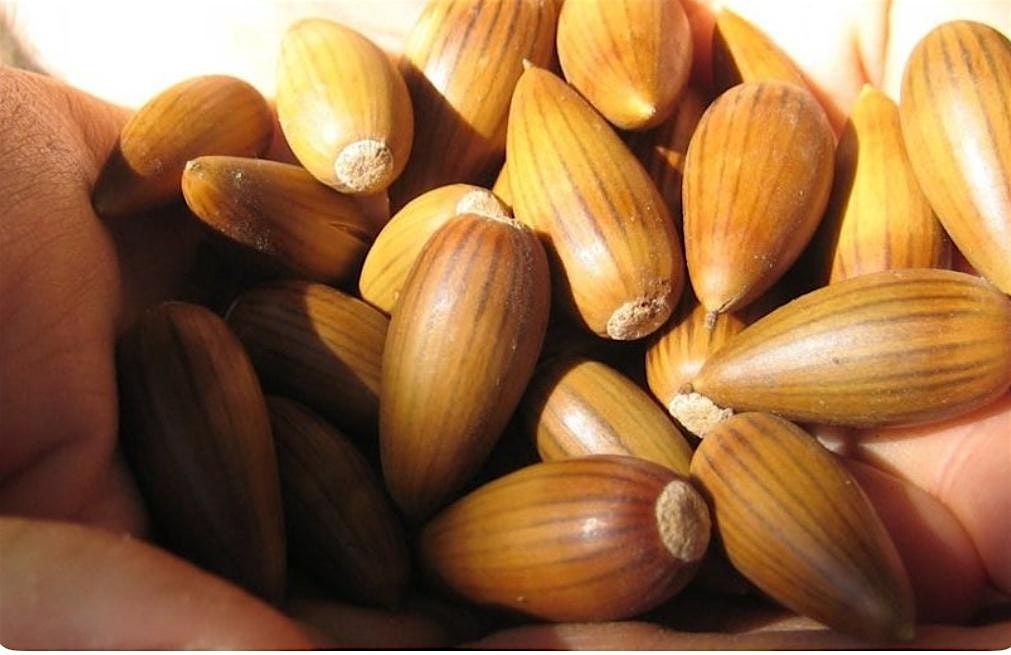 Fall Forage, Foliage & Flowers @ Irvine Regional Park