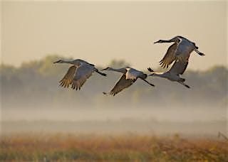Crane Tour of January 3rd, 2025
