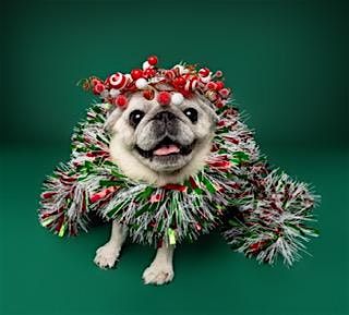 Bring on the Puggy Pudding - NYC Pug Howliday Pawty