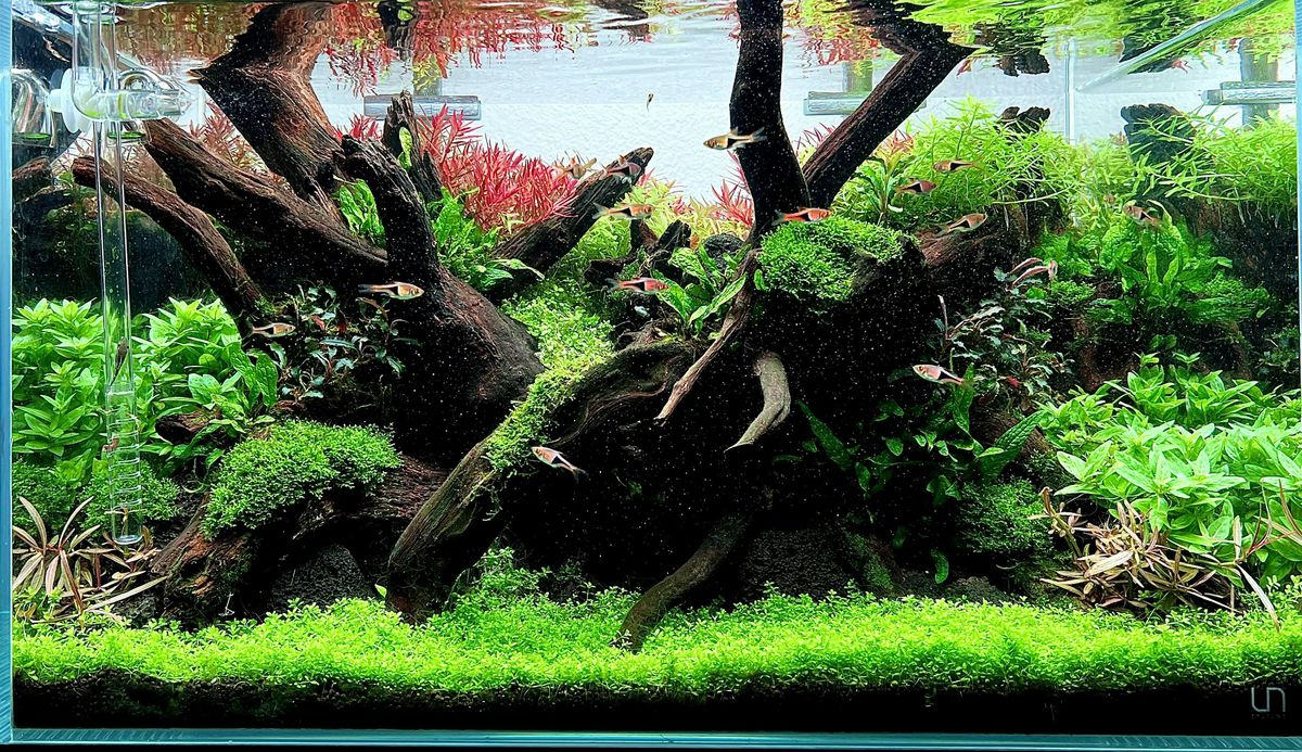 Live Aquarium Aquascaping Seminar by Luis Navarro