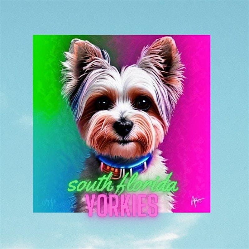 Yorkie Meet Up - Dogdrop and South Florida Yorkies