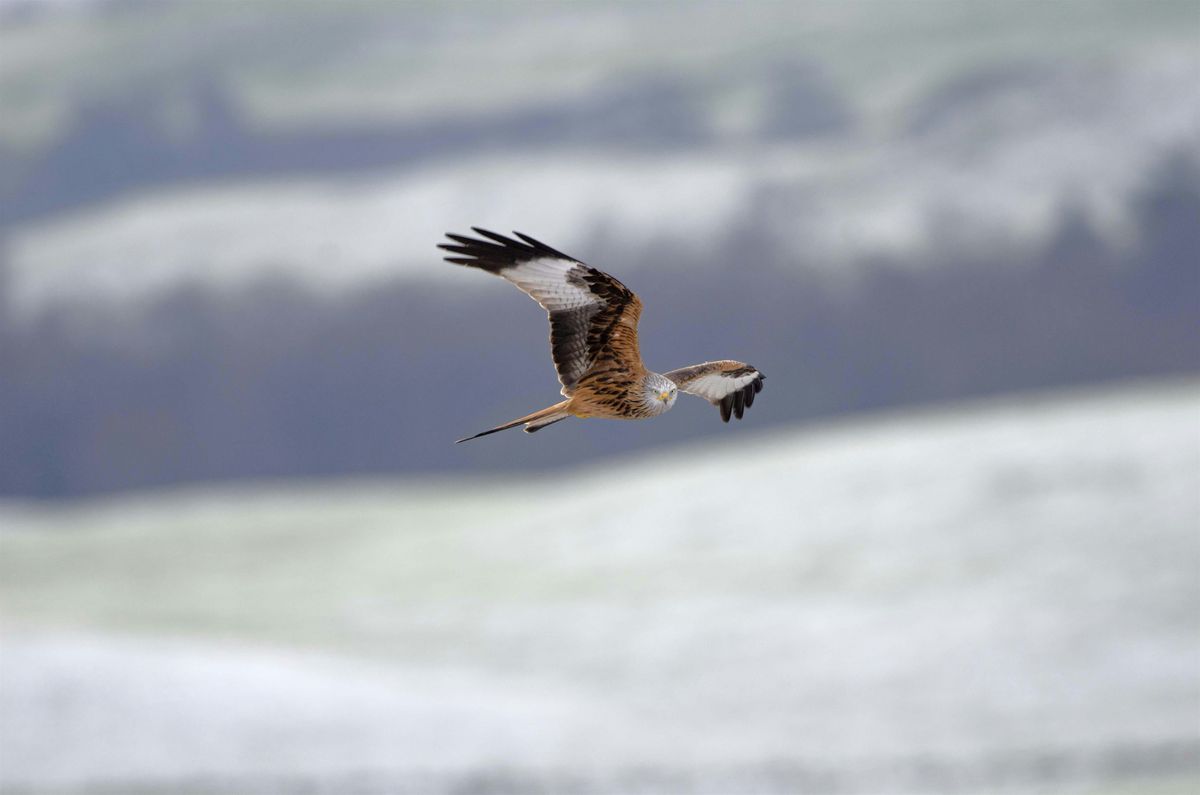 Red Kite Roost Tour - exclusive event for Ulster Wildlife members