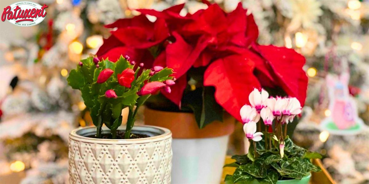 Festive Foliage: Learn & Plant Workshop
