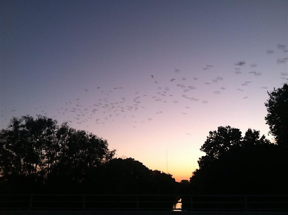 Sunset Bat Paddle