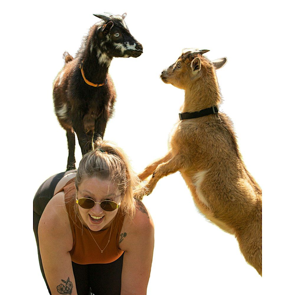Goat Yoga