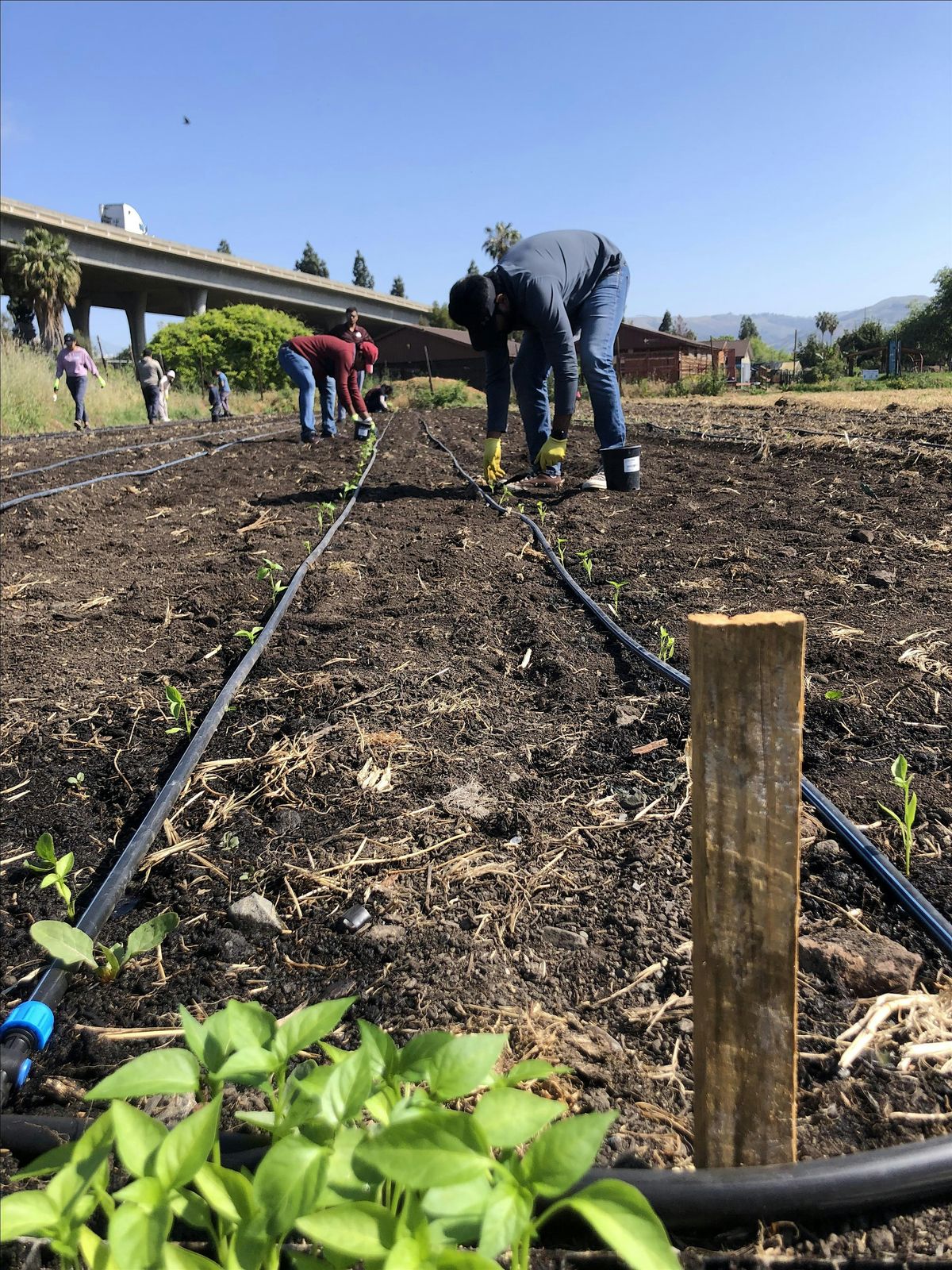 Veggielution Farm Volunteering - Saturday Field Work
