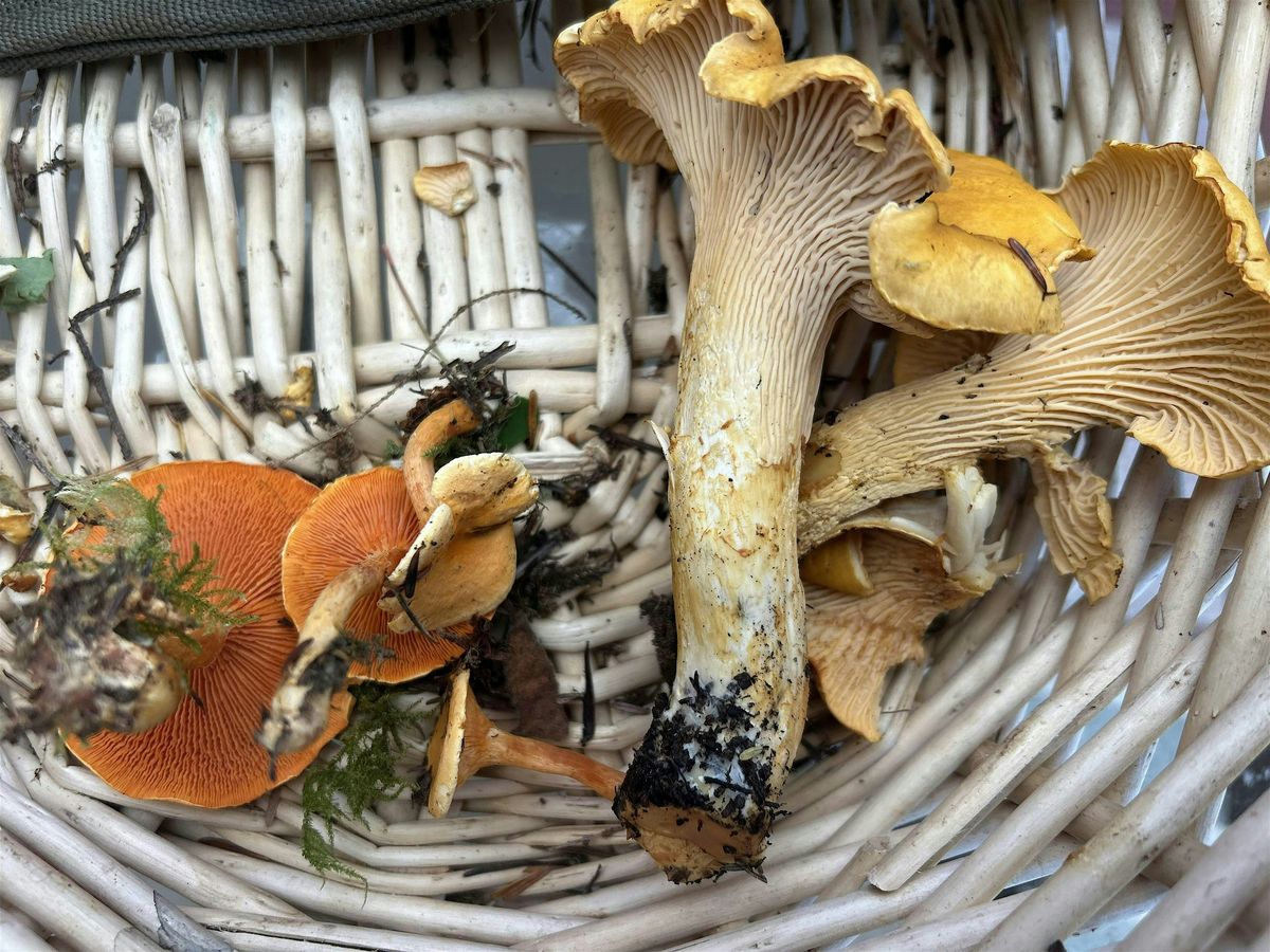 Edible Mushroom Foray