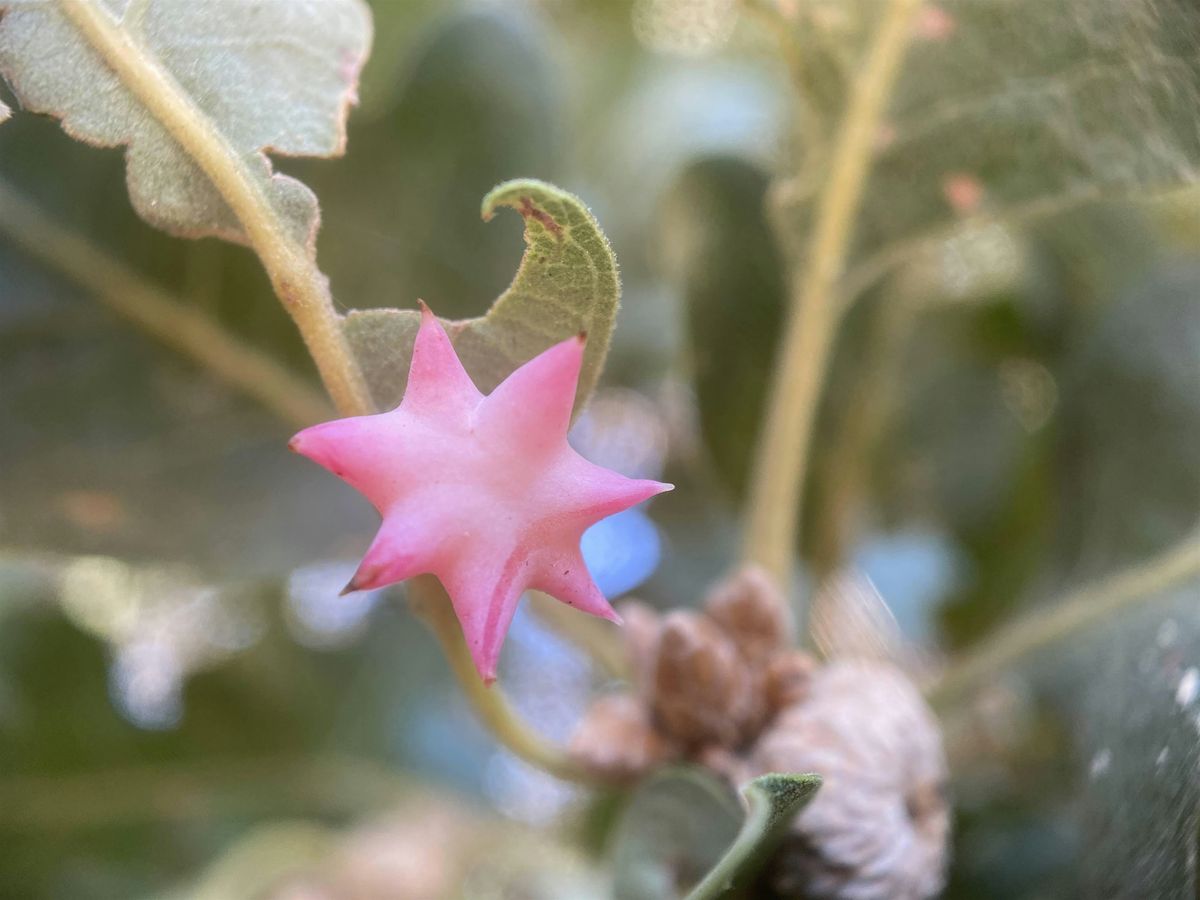 Shady Oaks Park BioBlitz