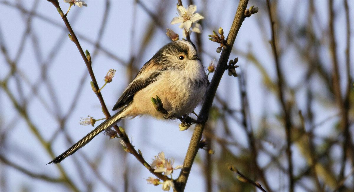 Langdon Birdwatching for Beginners