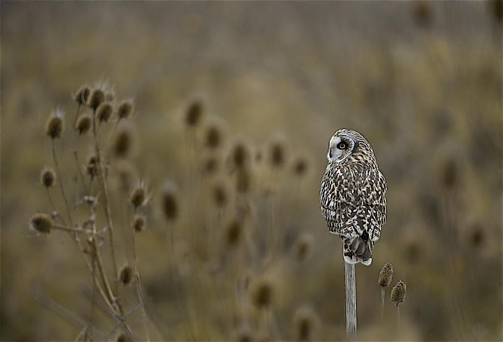 Coach Trip: RSPB Wallasea Island