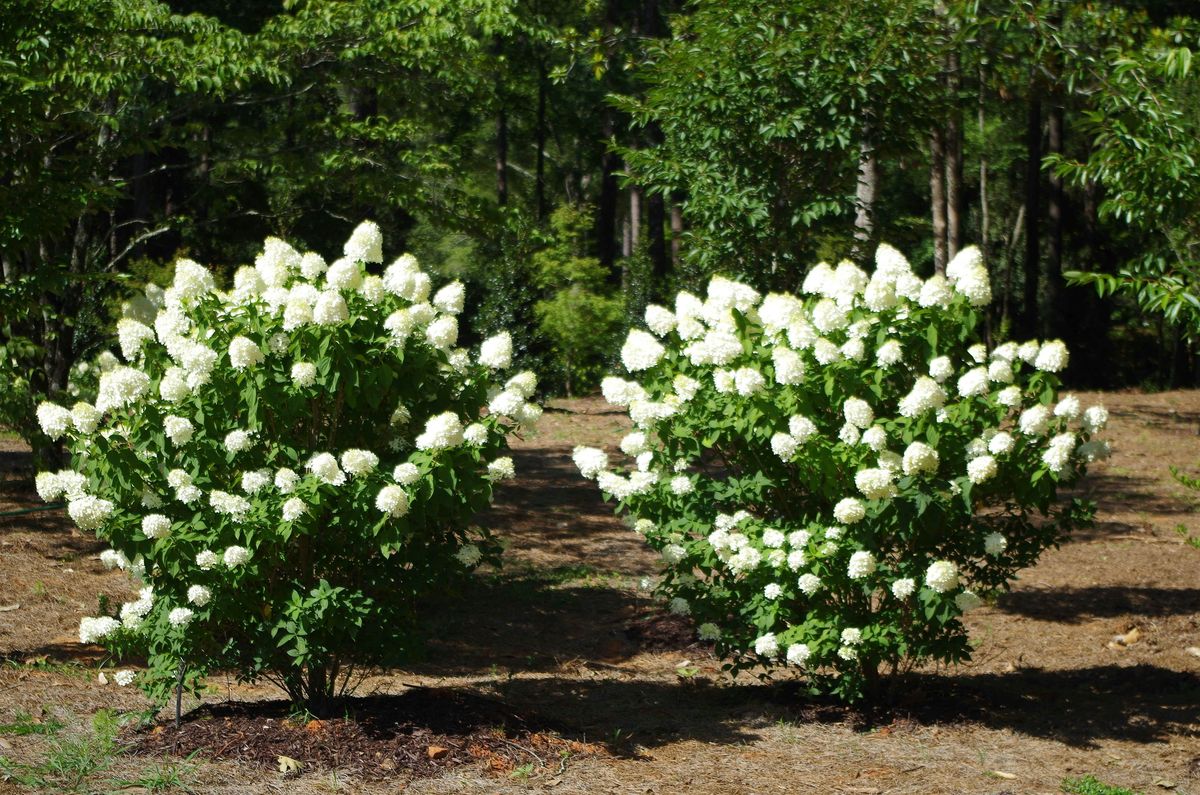 Choosing The Right Plants For The Landscape