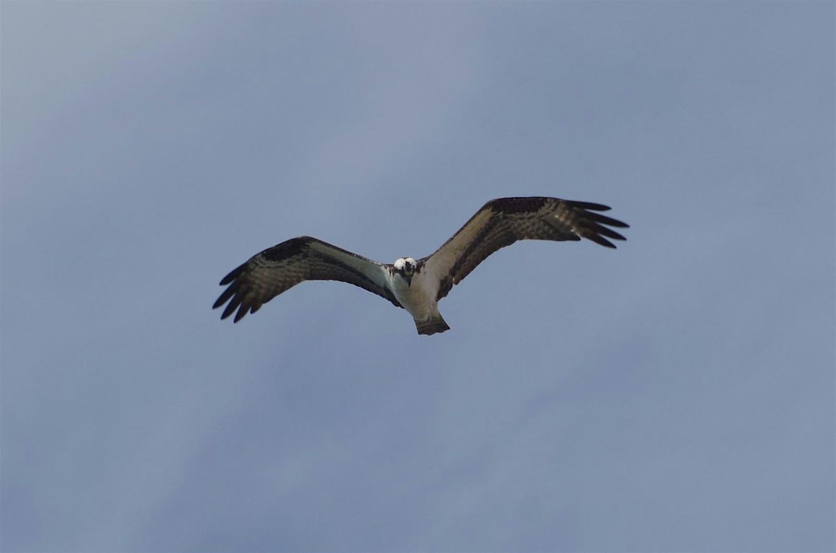 Nosey Nature Natter -  The Sky's the Limit  - Birds of Prey Basics