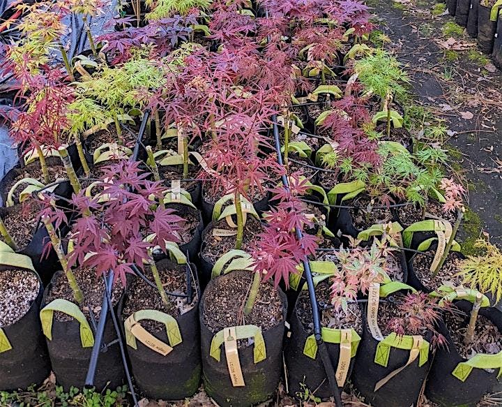 Japanese Maple Grafting Experience at Spirit Hill Maple Nursery