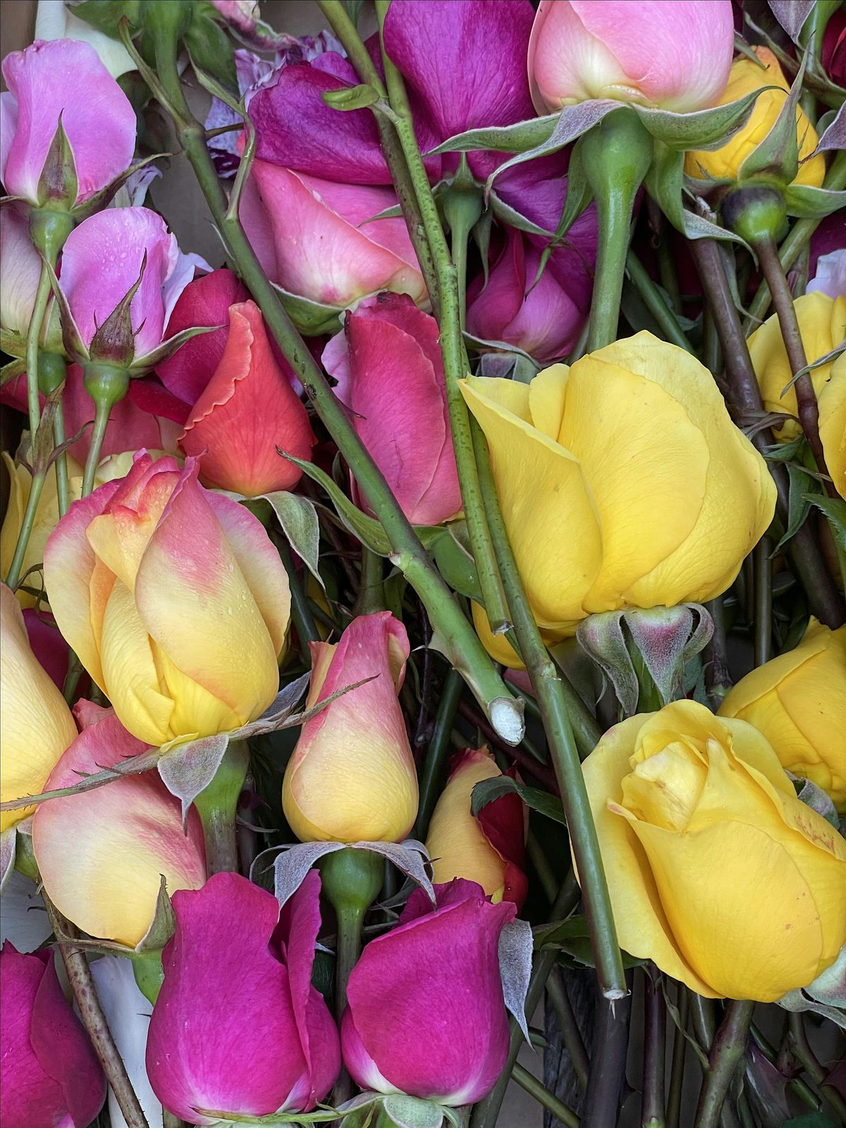 U-Cut Roses