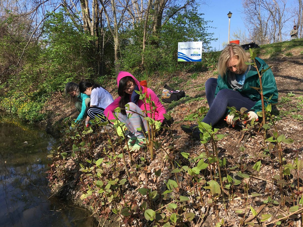 Invasive Plant Removal at Four Mile Run Park