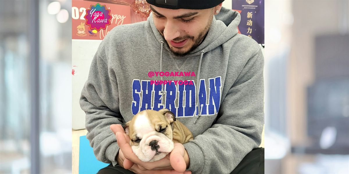 Puppy Yoga by Yoga Kawa Markham - Caucasian Sheppards