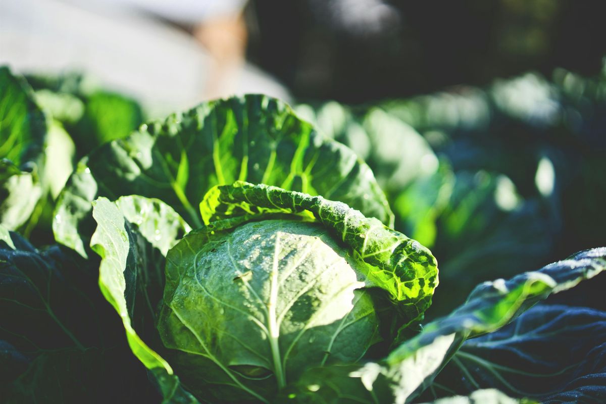 Grow Your Own Workshop - Crop protection, Salad & Brassica