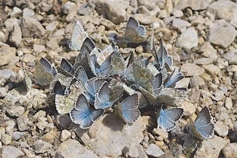 Saturday in the Gardens: Butterfly Puddler