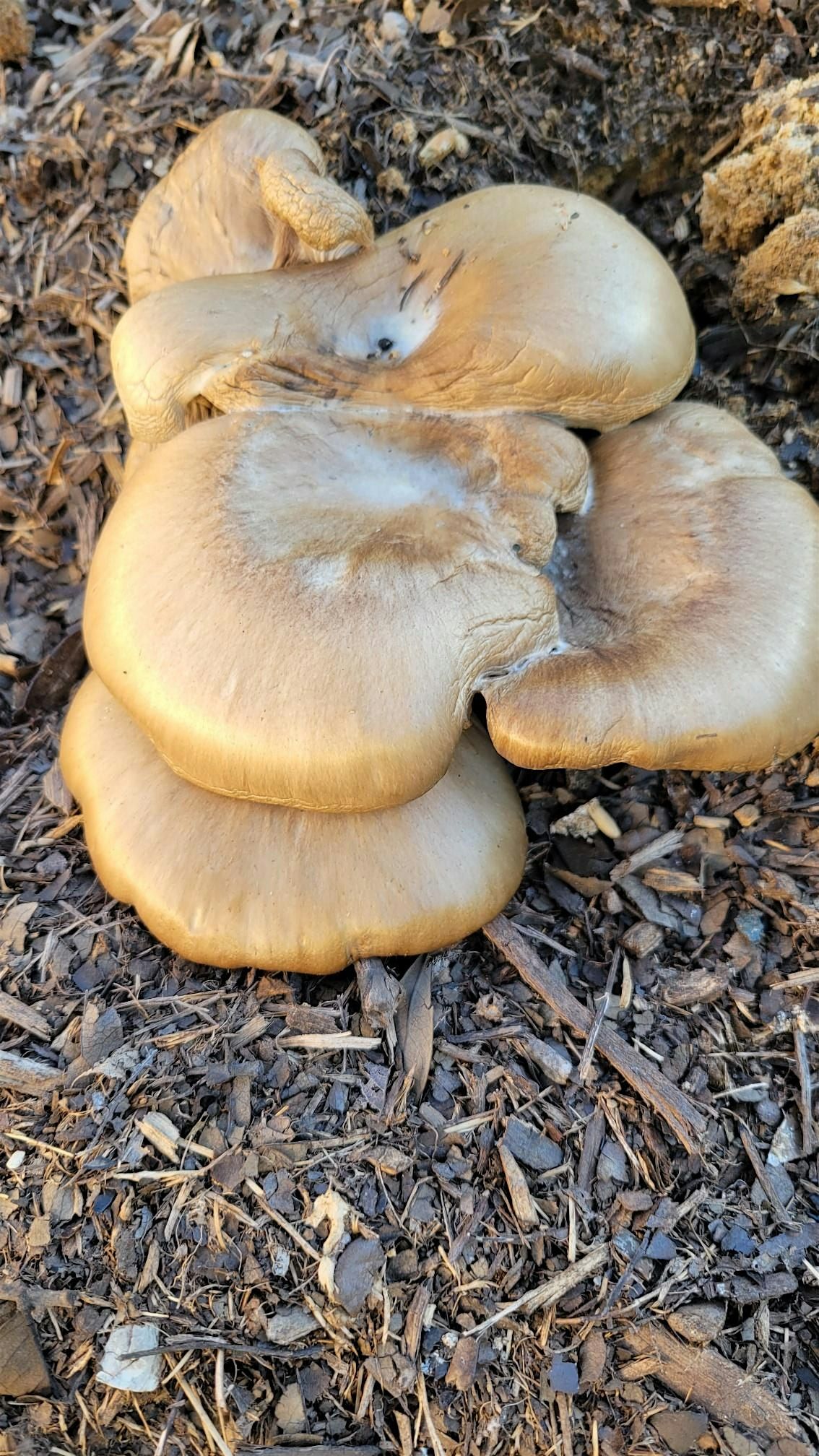 Mushroom growing workshop