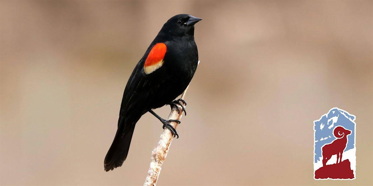 Mindfulness & Birding in Rocky Mountain National Park