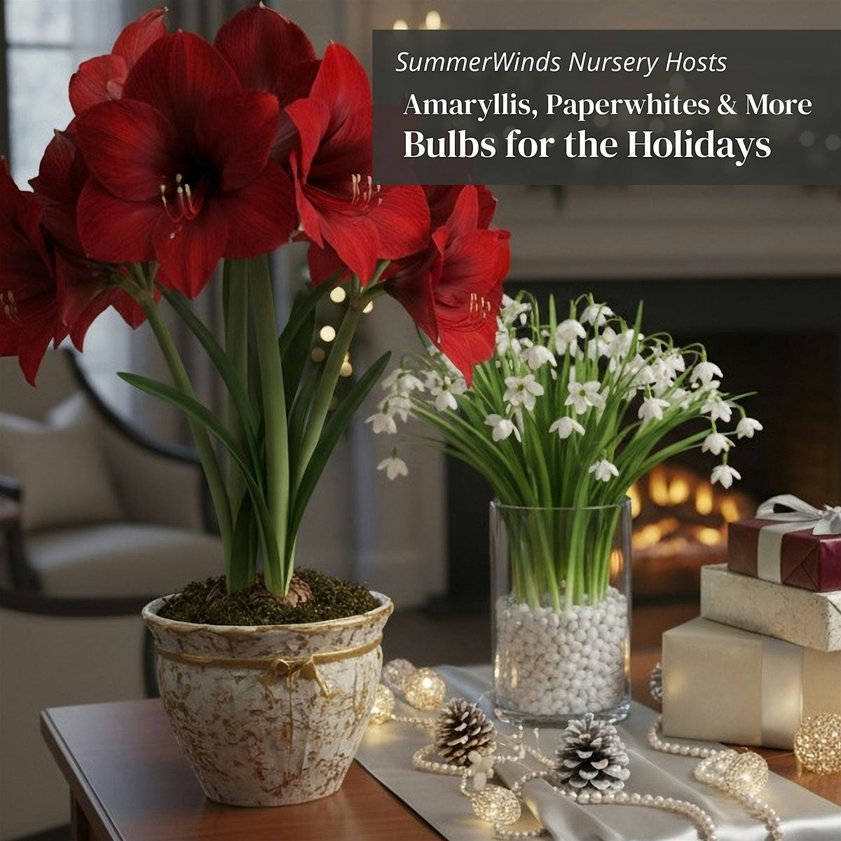 Bulbs for the Holidays: Amaryllis, Paperwhites & More - Novato