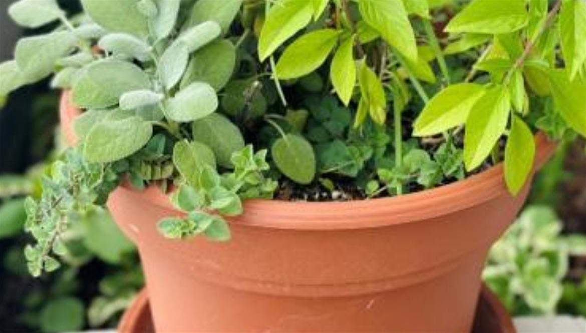 Medicinal and Culinary Herb Gardening