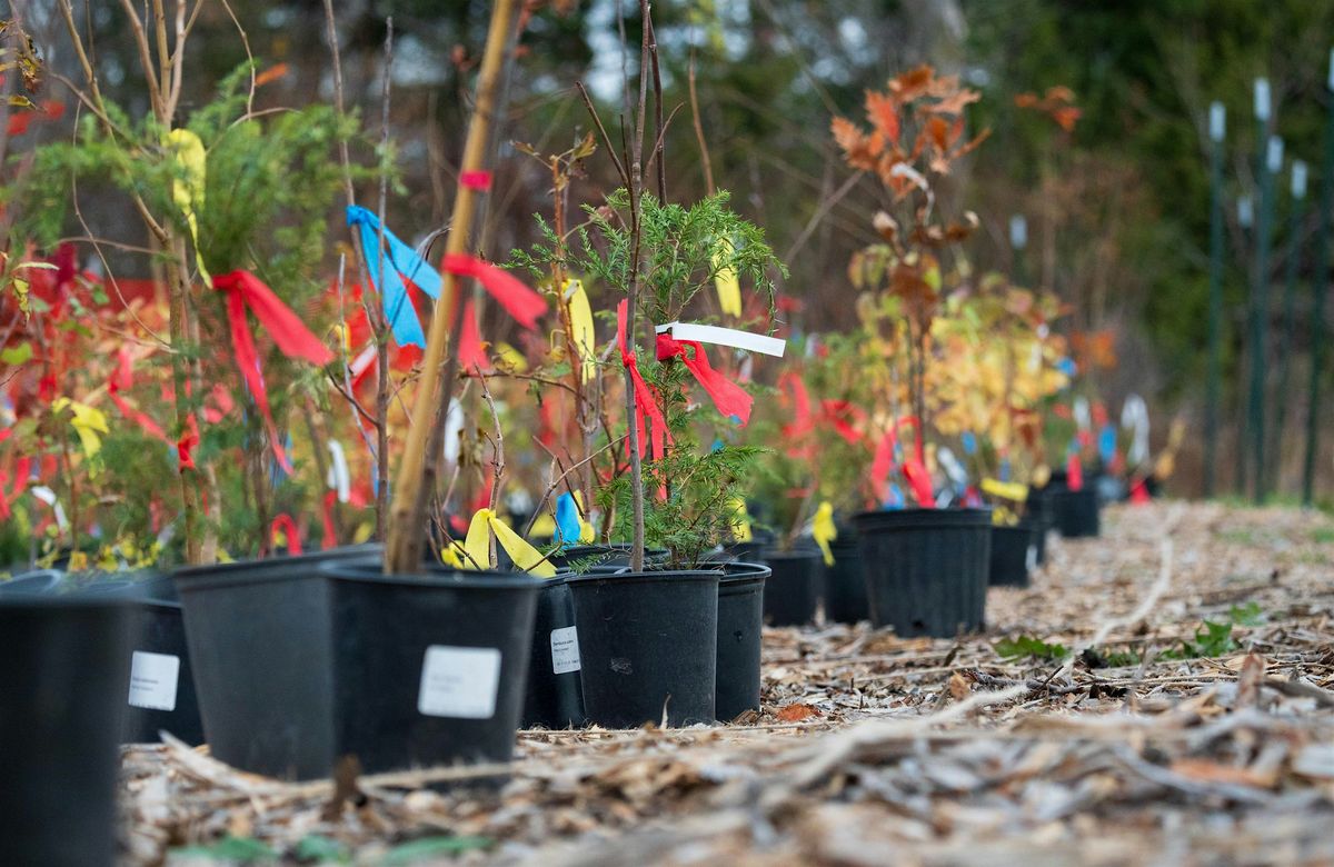 Little Forests Durham-Mini Forest Planting @ Heber Down Conservation Area