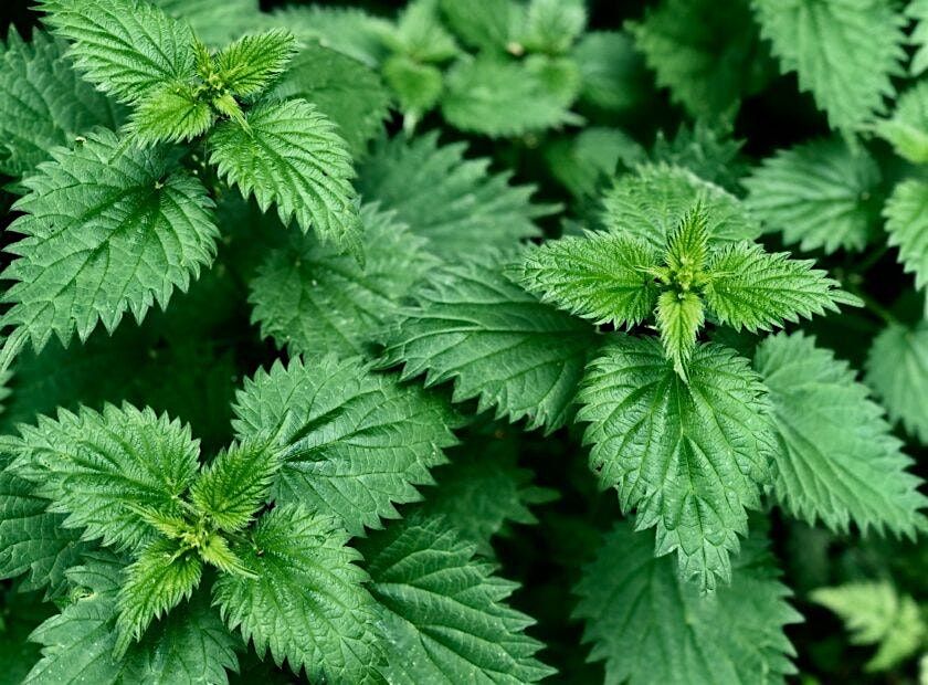 Nettle String Creation Workshop
