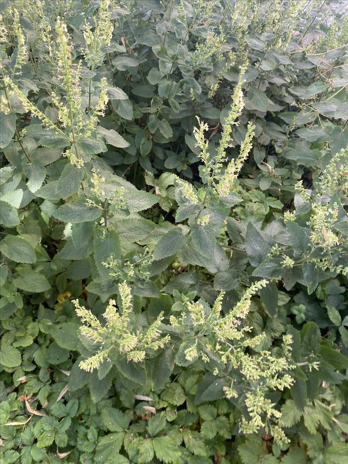 Urban Foraging - Edible Z\u00fcrich