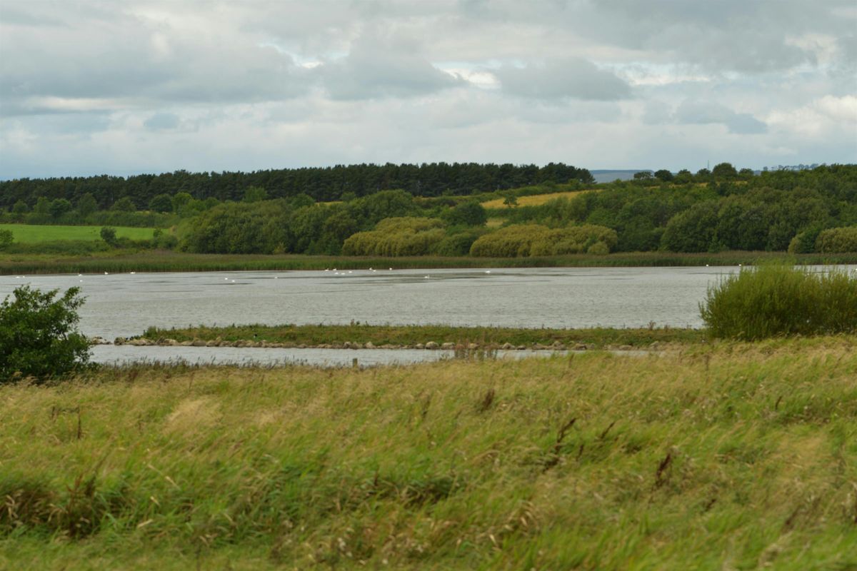 Discovering trees in winter