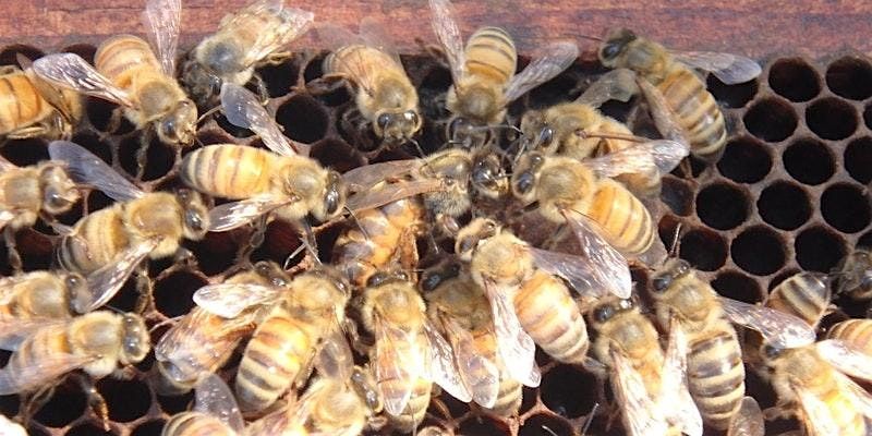 Intro to Beekeeping workshop-Sat., September 27th, 9am-3pm