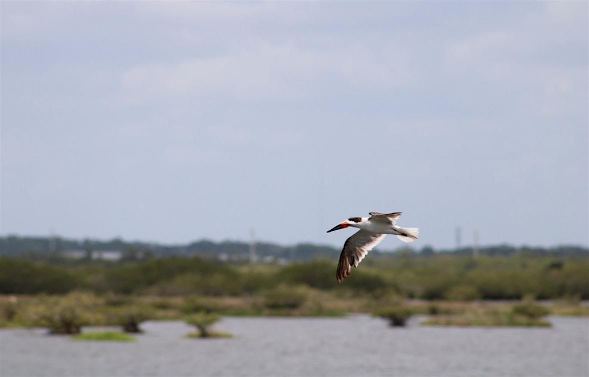 Space Coast Shorebird Partnership