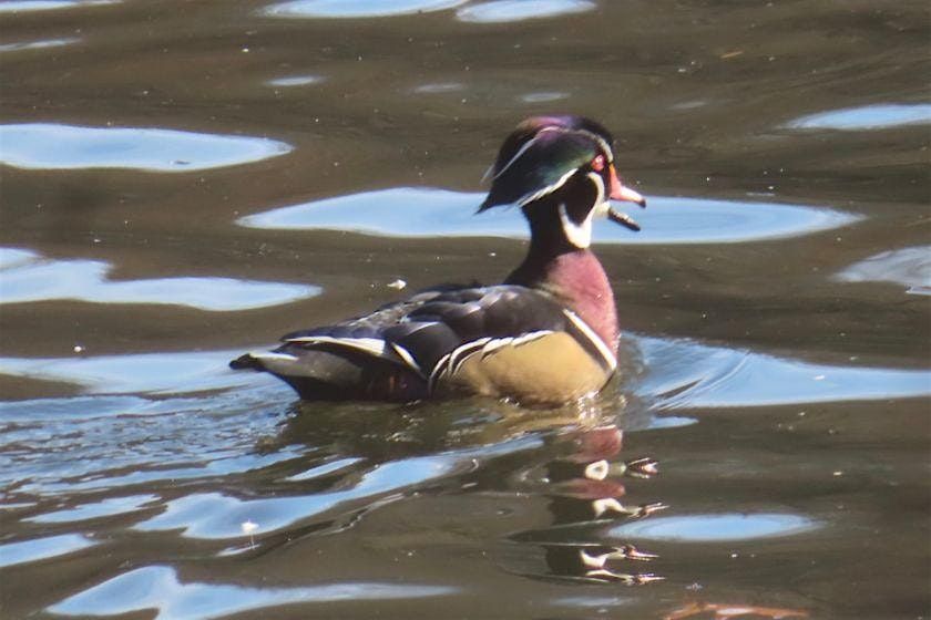 Van Cortlandt Nature Group Walk.