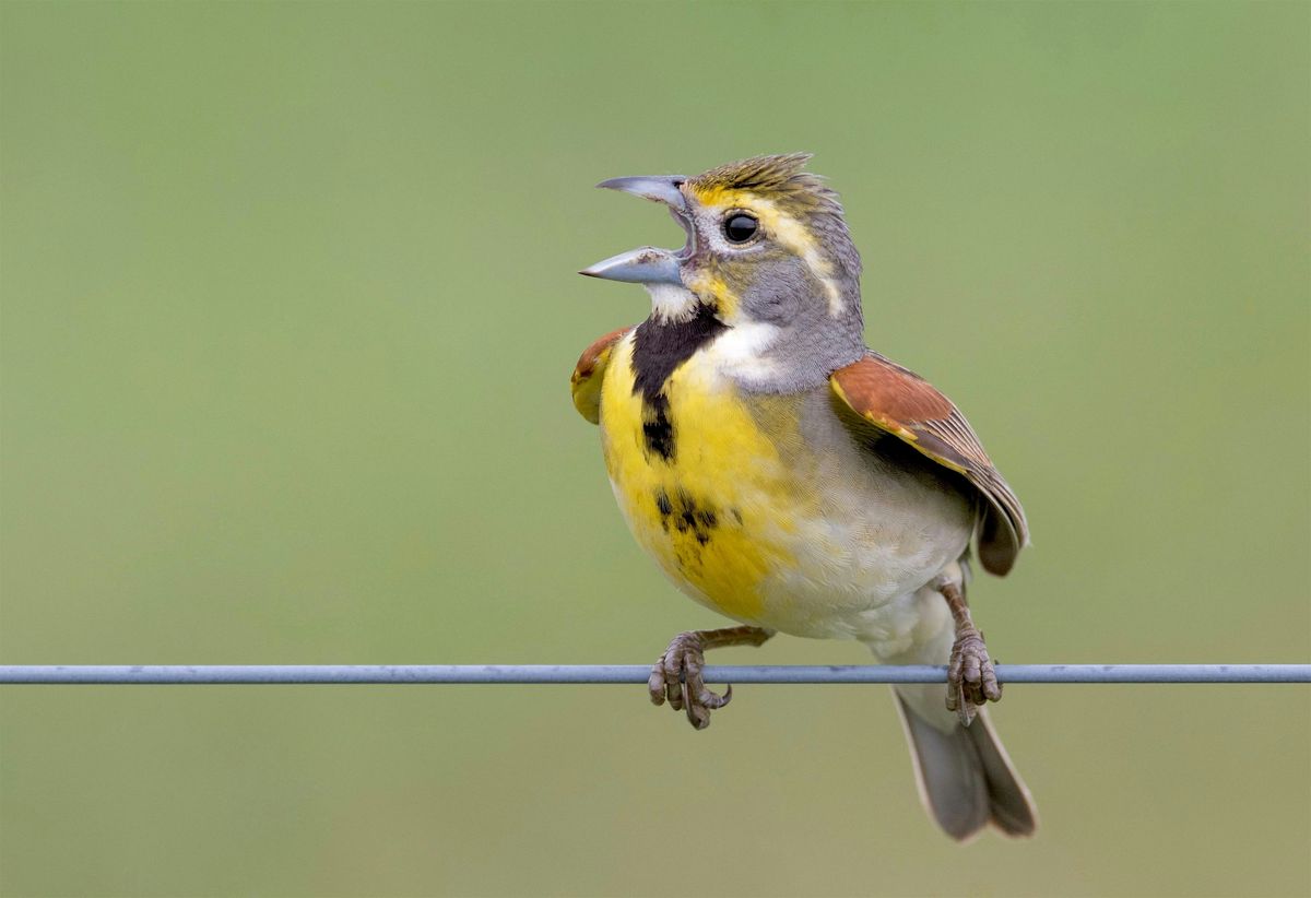 Birding by Ear Guided Walk
