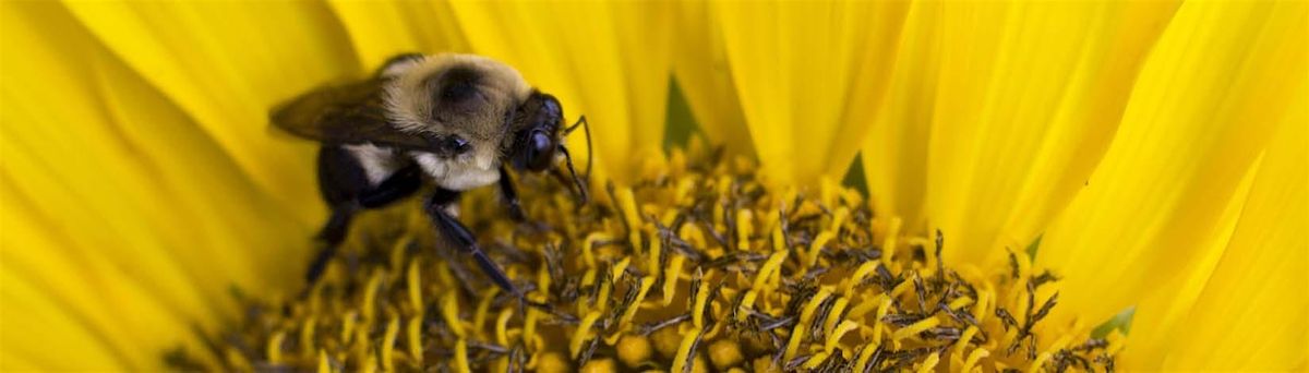 8-30-2025 Pollinators