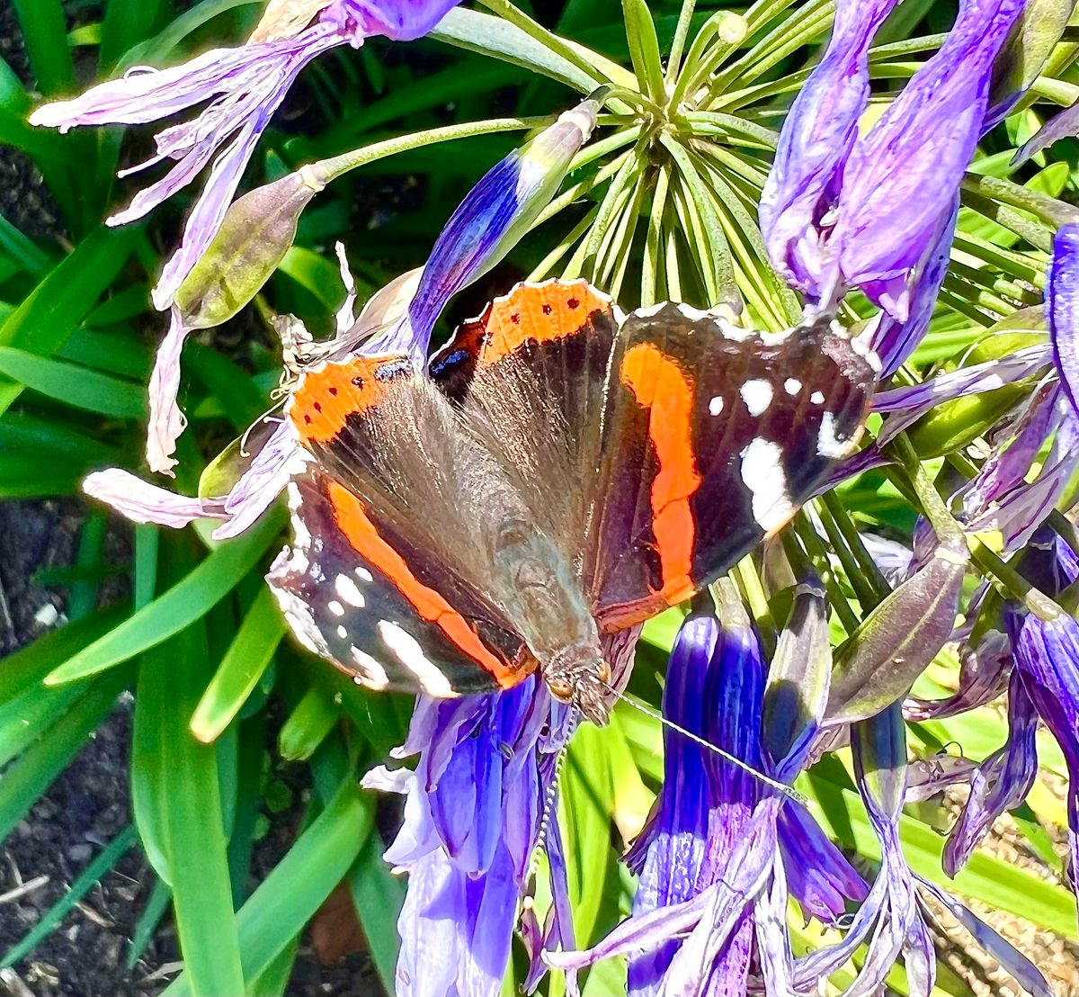 Smartphone Photography in Nature Gisburn Forest, Clitheroe, EN