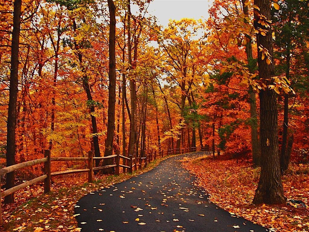 Cinnamon, Spice, and Foliage!